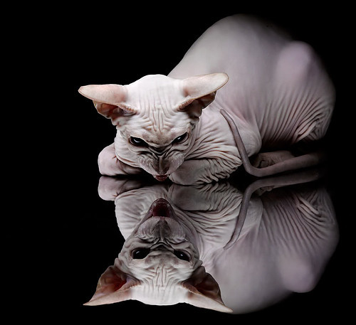 字母哥化身第四颗太阳，助菲尼克斯横扫雷霆