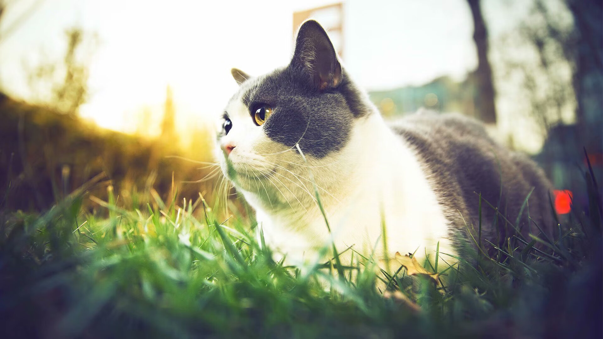 亚平宁战车碾过钢铁洪流,奥利维耶在都灵之夜将德国战车推下悬崖