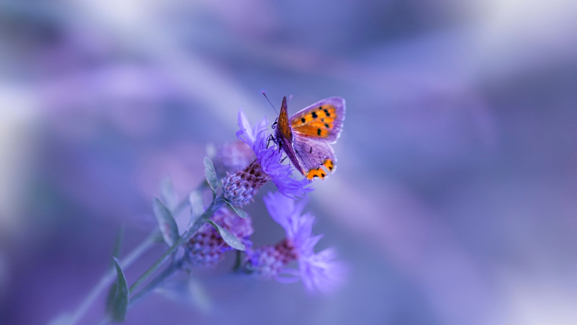 唯一性的交响，当佛罗伦萨终结芬兰，奥斯梅恩在NBA总决赛的跨界接管