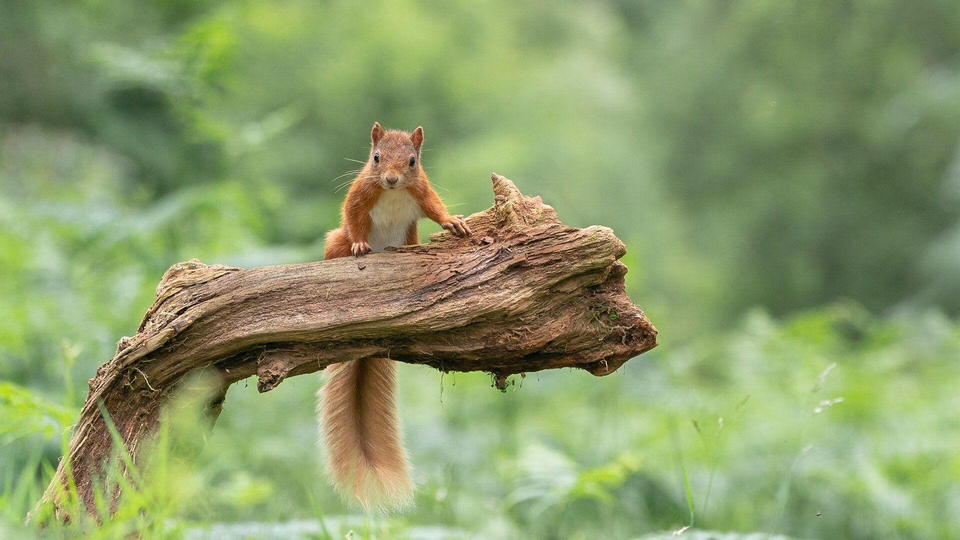 维京战吼淹没法兰西，罗德里戈逆天改命，难敌瑞典利刃的战术绞杀