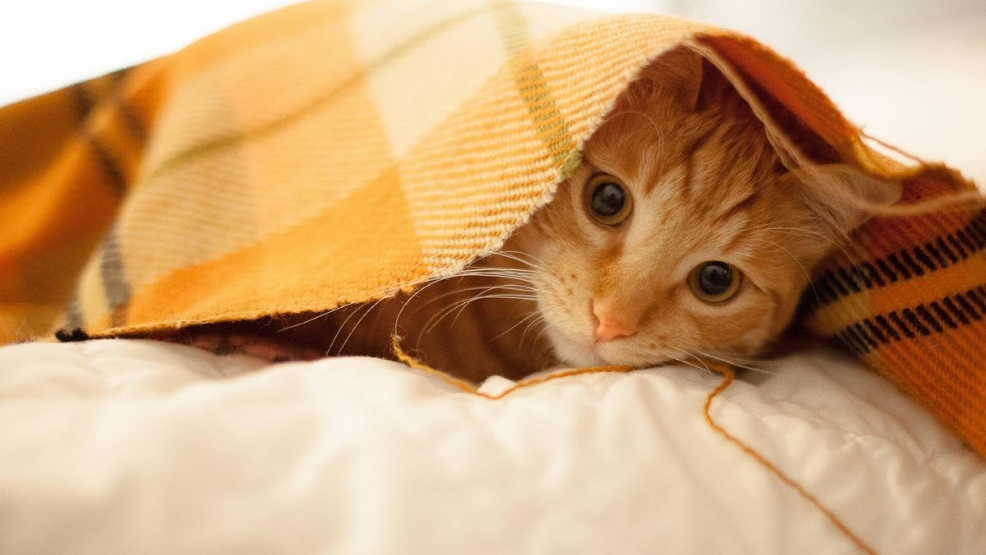 权杖与尖角的碰撞，国家德比之夜，王者如何驯服奔袭的雄鹿