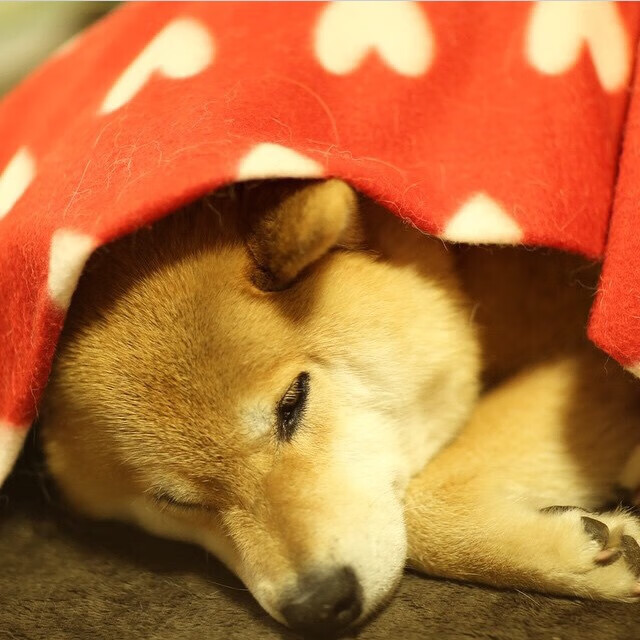 双城记,国家德比的宿命与雨战惠灵顿的倔强