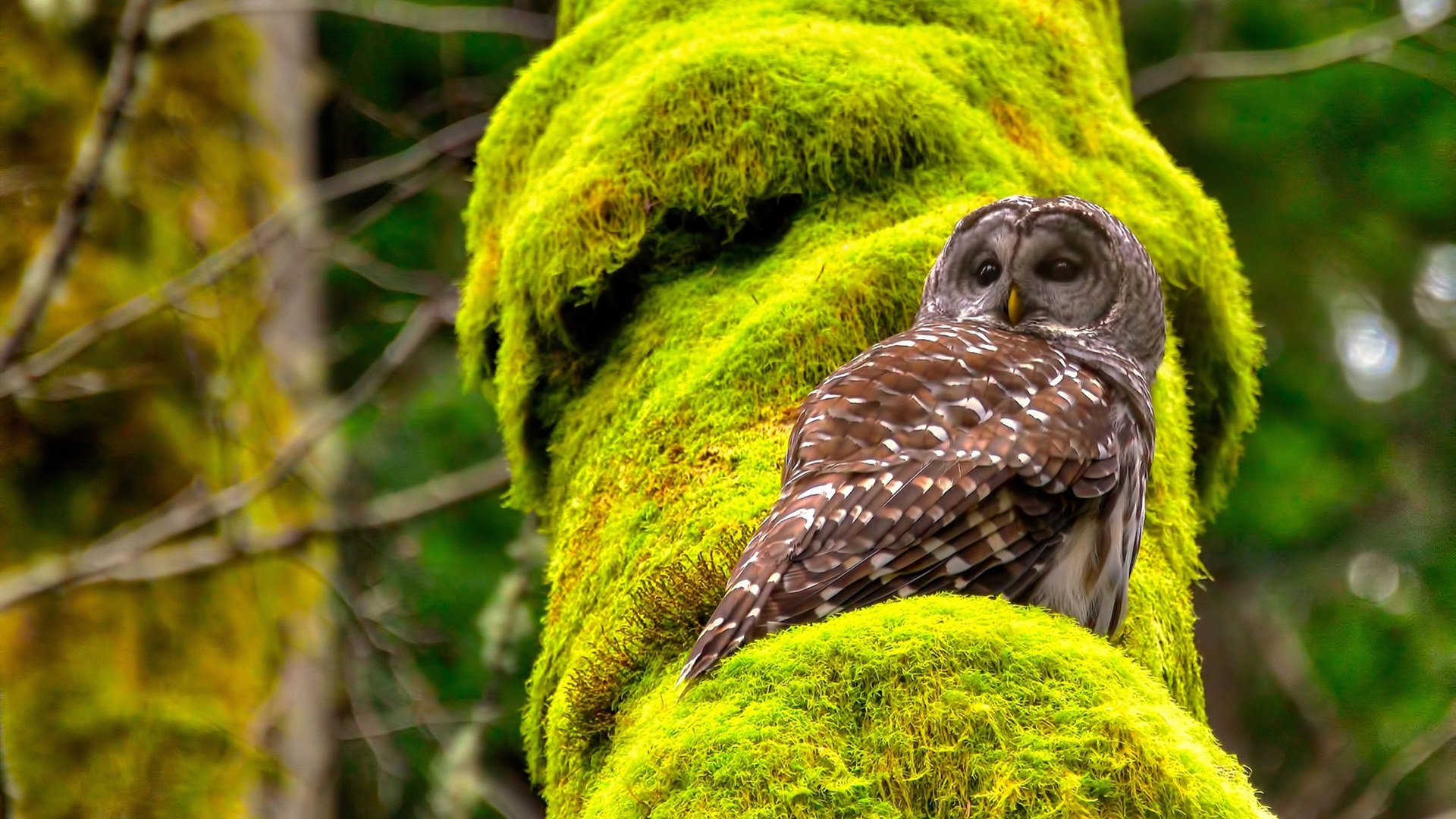 逆袭的双重奏，德布劳内实力破局与几内亚足球的强行蜕变