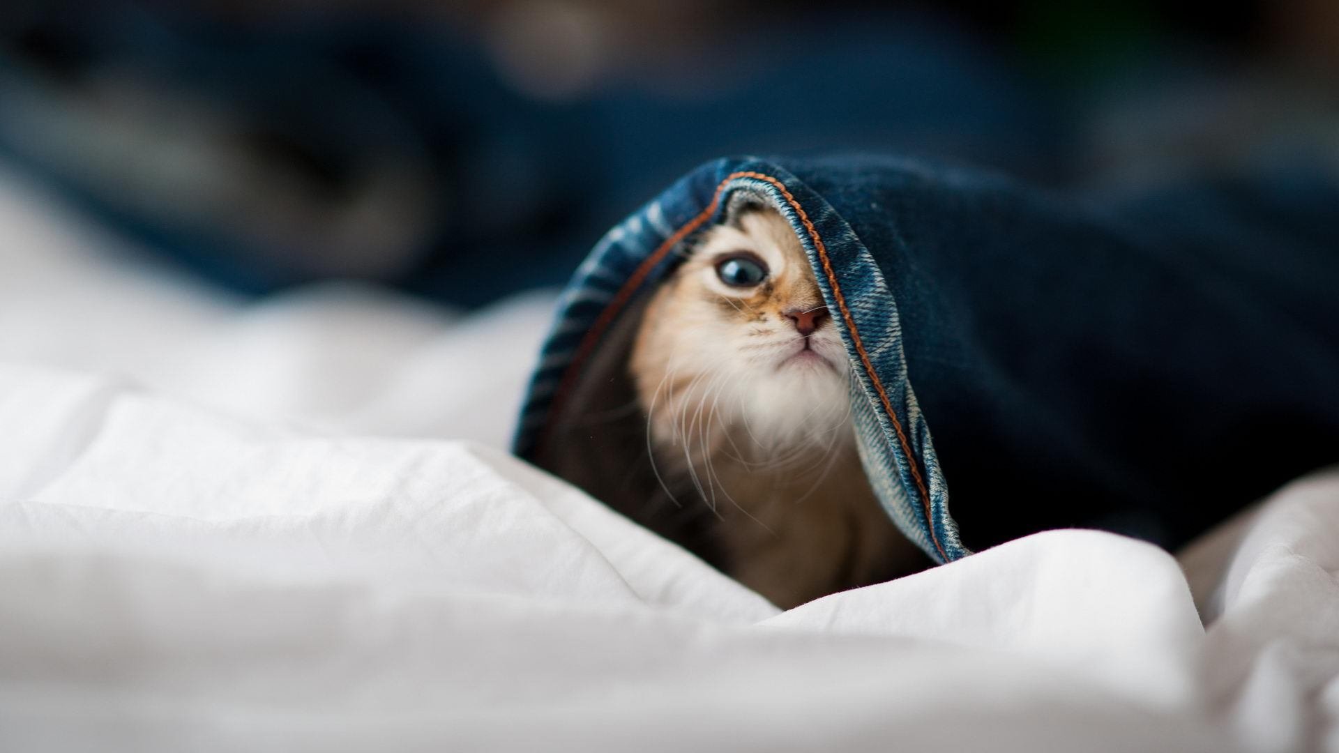 铁闸轰塌圣西罗，巴斯托尼攻防交响，墨西哥铁骑踏平米兰