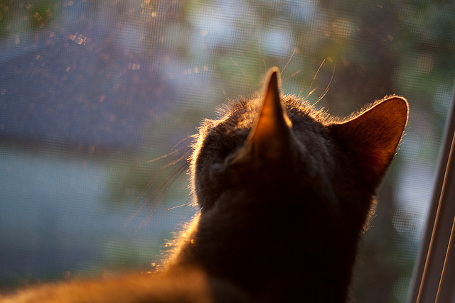 天山铁壁锁群狼，孤胆班凯罗定乾坤
