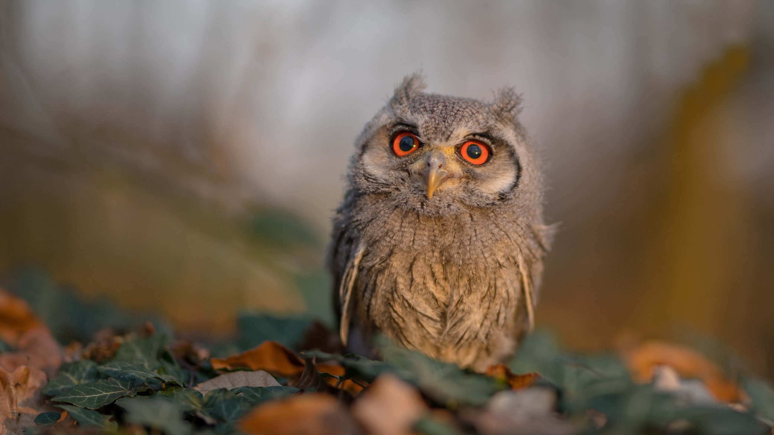 蓝月王朝崩塌之夜，从埃及足球到F1街道赛的垄断终结者