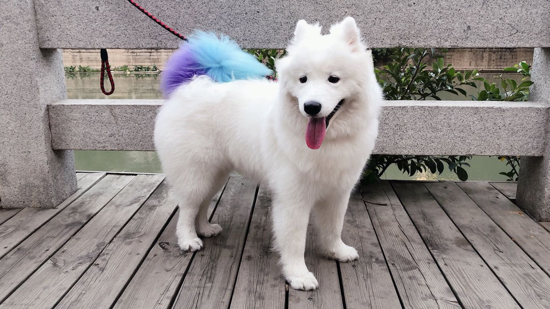 赛道上的骑士精神，F1街道赛焦点战与加时取胜猛龙的跨界共鸣