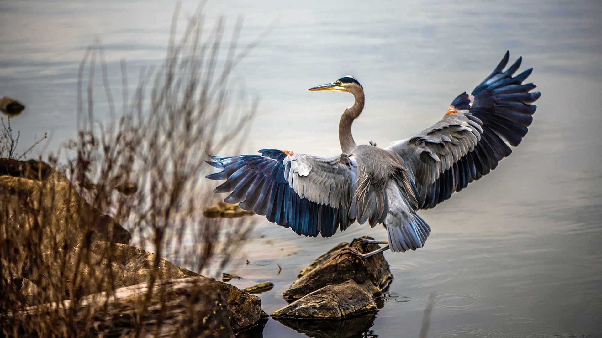 引力重构，当浓眉成为鹈鹕进攻宇宙的绝对奇点