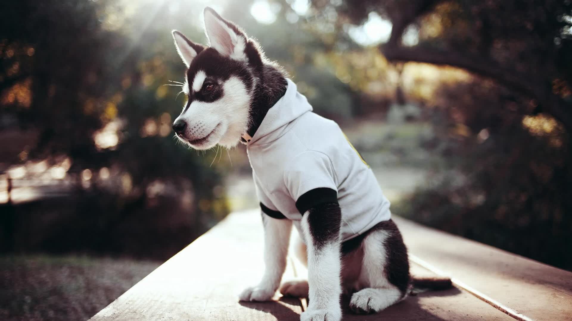 关键先生！奥运周期烽火夜，罗德里一锤定音