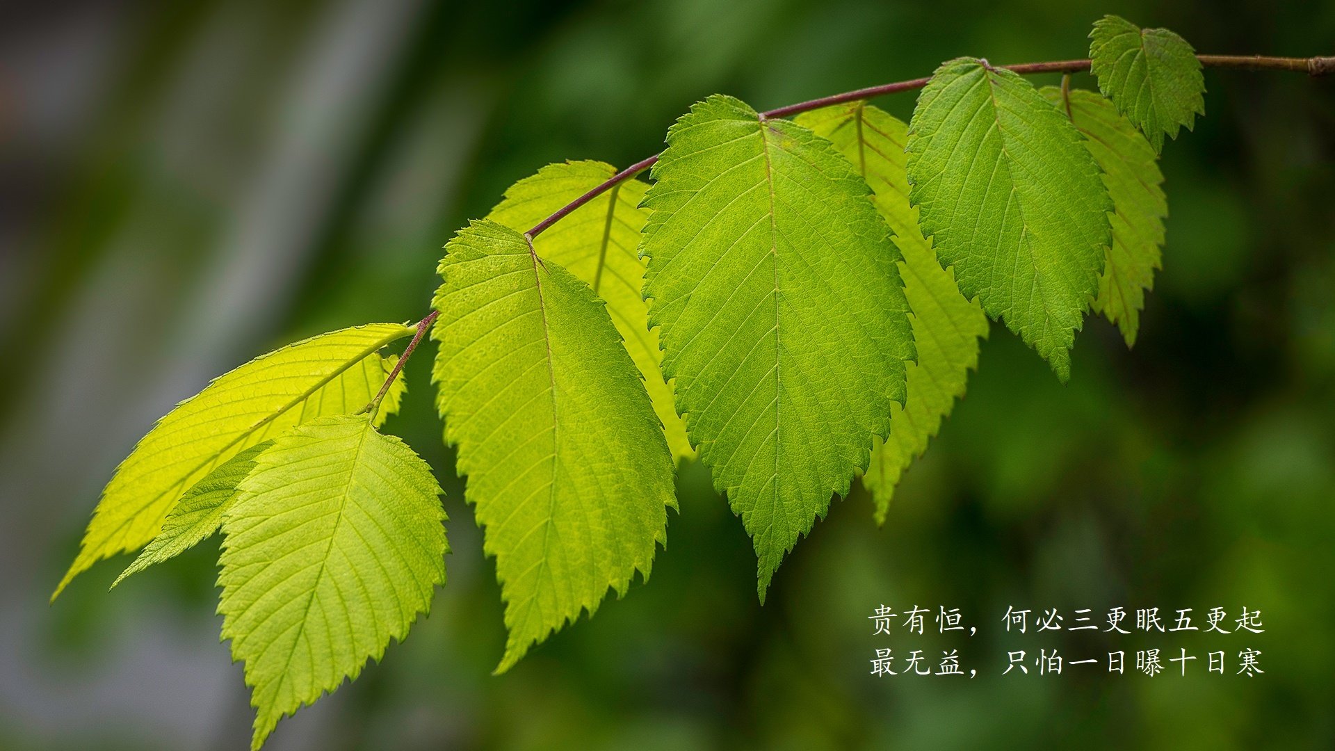 绿茵神迹,当波斯铁骑碾碎桑巴荣光—2026世界杯H组伊朗爆冷背后的控球革命与拉什福德的救赎